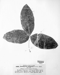 Uromyces pisi-sativi image